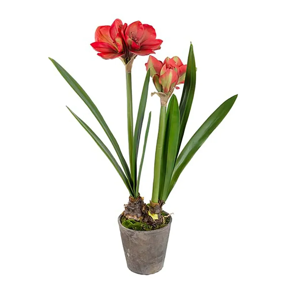 Mr Plant, Amaryllis 90 cm Röd