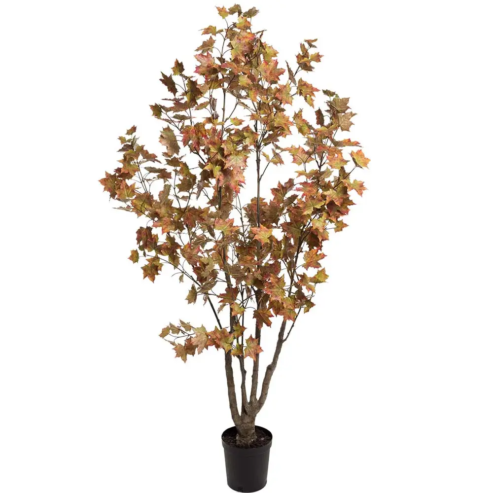 Mr Plant, Lönnträd180 cm