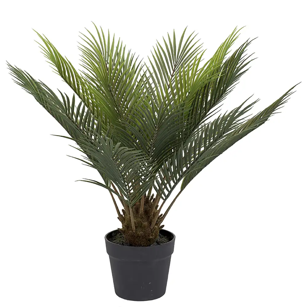 Mr Plant, Cycas Krukväxt 60 cm