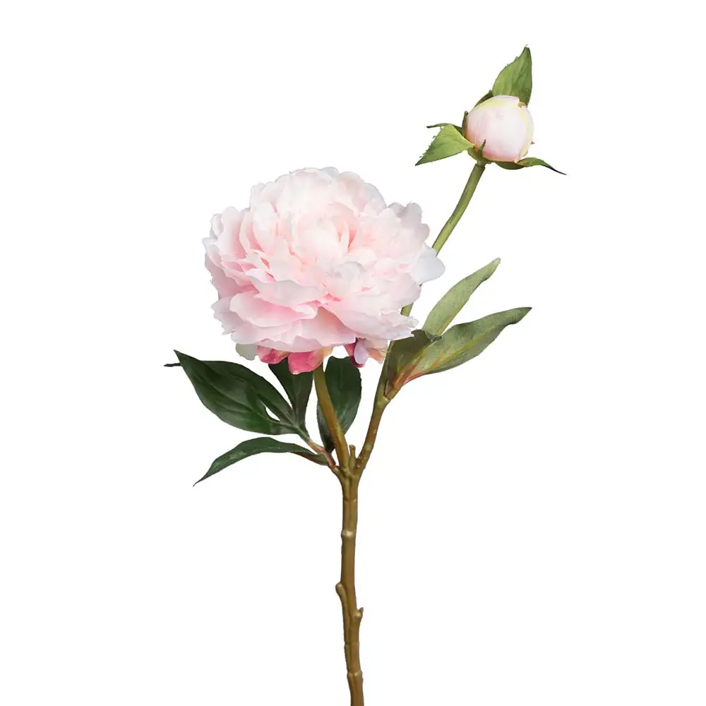 Mr Plant, Pion 35 cm Rosa