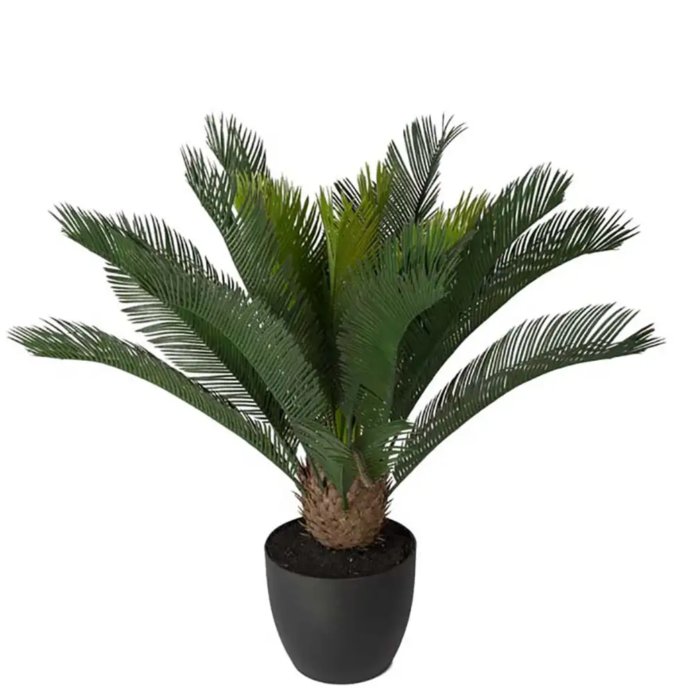 Mr Plant, Cycas Krukväxt 70 cm