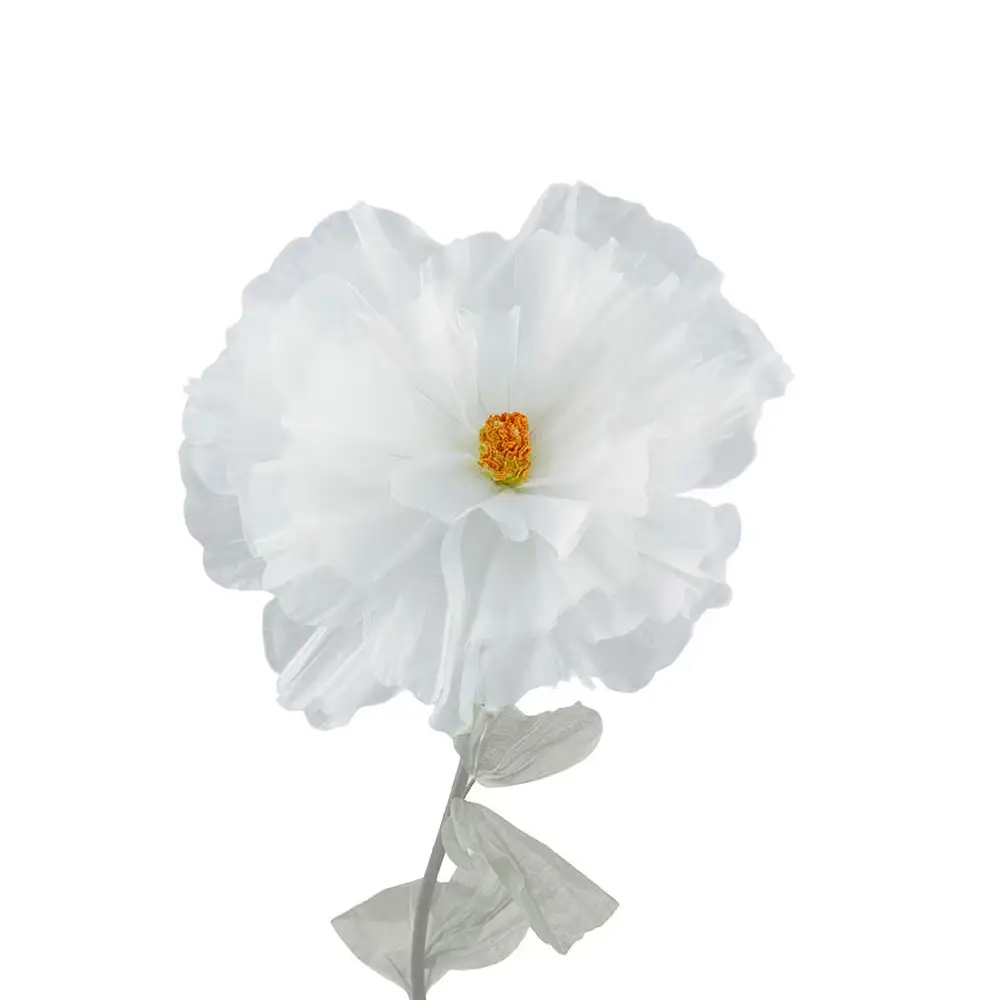 Mr Plant, Blomma Daisy Vit