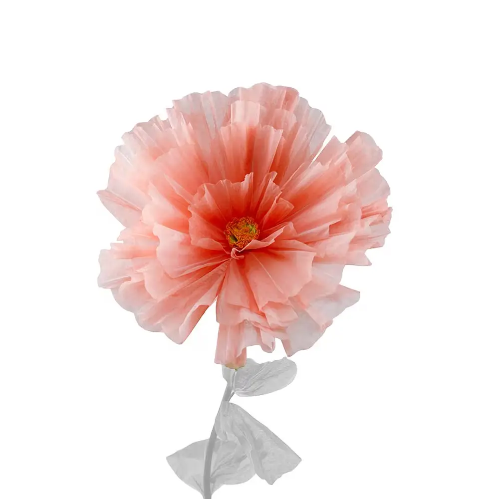 Mr Plant, Blomma Daisy Orange